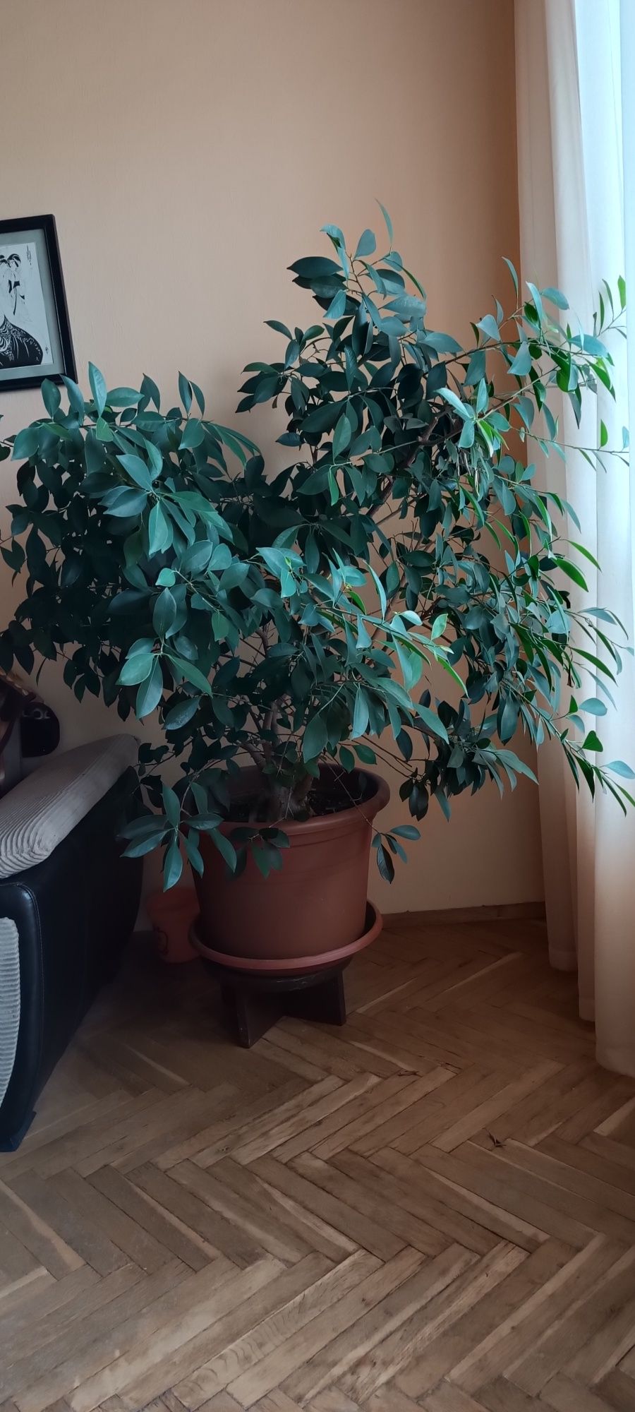 Фикус Бенджамин.