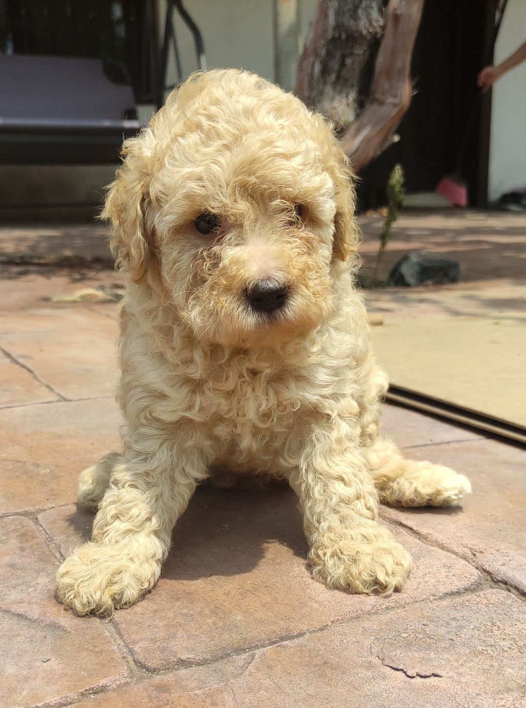Той пудел / мини пудел /poodle toy
