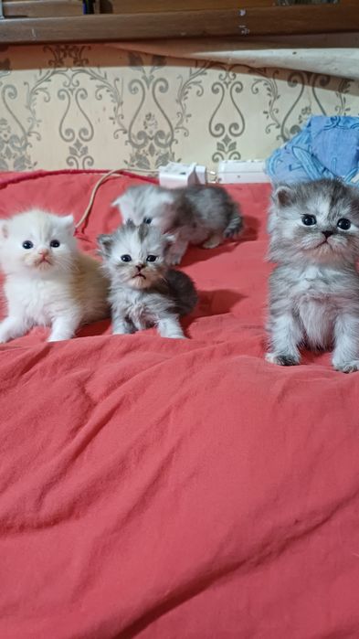 Хейланд фолд. Као мани. Британский страйд