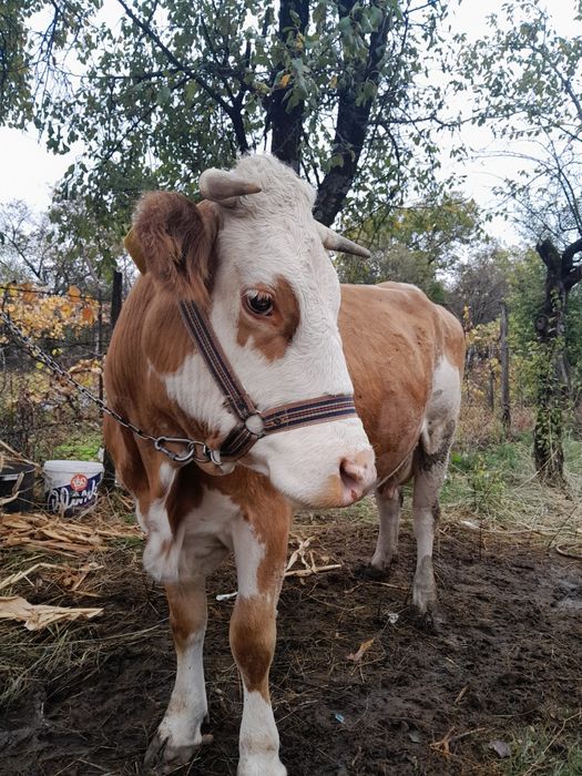Vând vacă de rasă bălțata românească