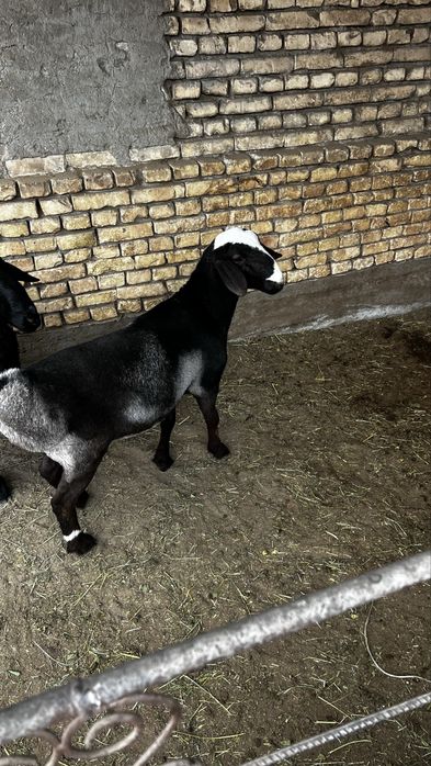 2ta quchqorcha sotiladi