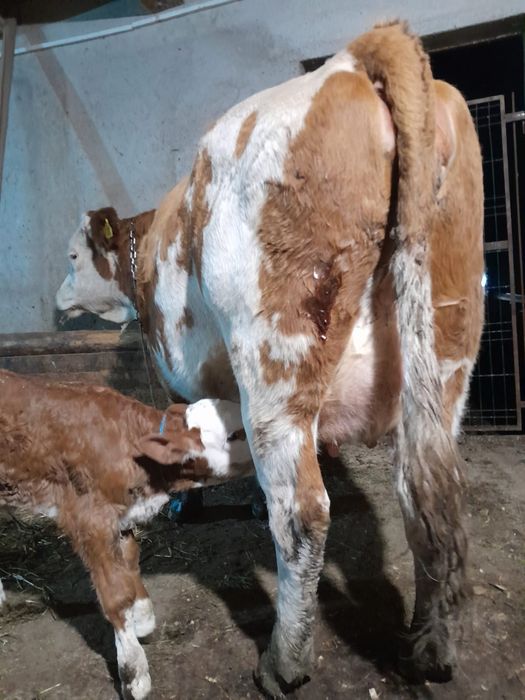 Vând două vaci cu viței