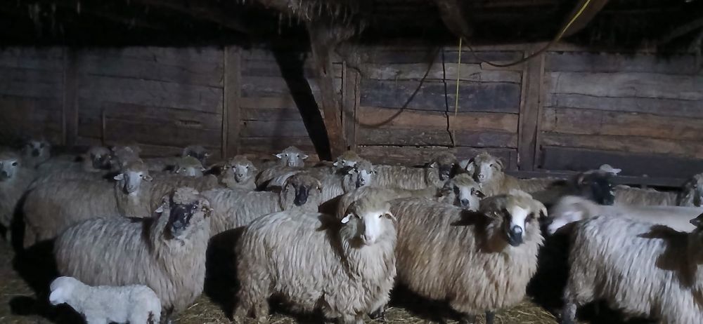 Vând 50 de oi cu miei
