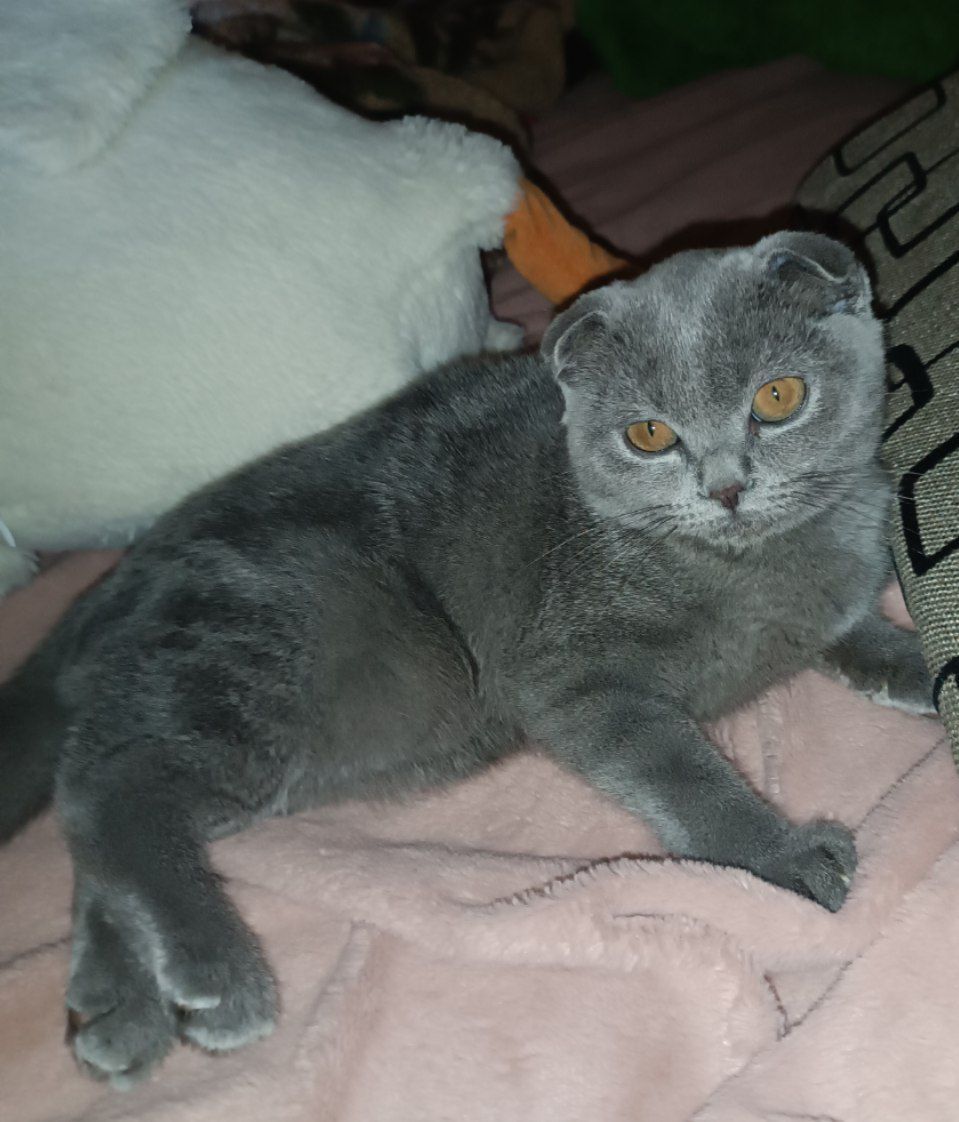 Продам шотландского вислоухого котёнка