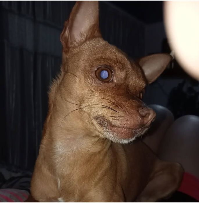 Отдам очень очень в хорошие руки. Кто именно любит жвотных.