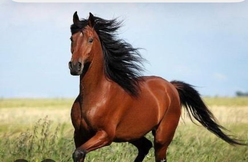 Продам конину по частям на соғым ,бие