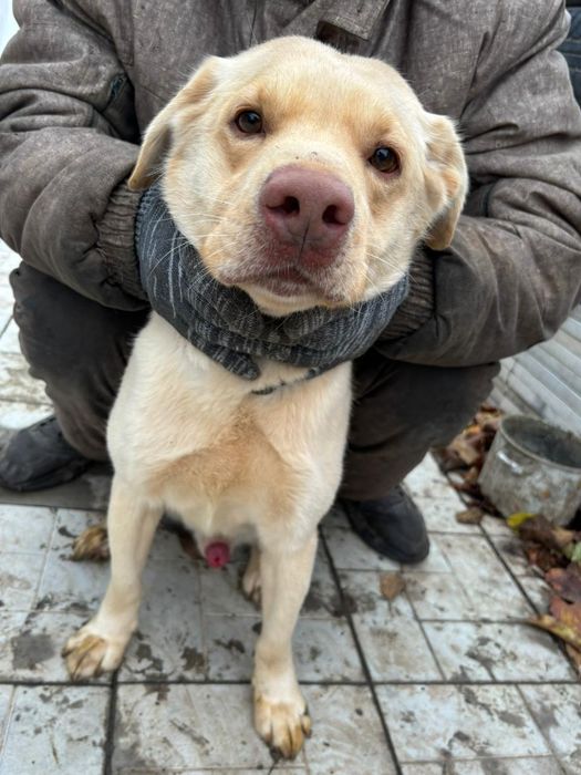 Отдам бесплатно Лабрадора