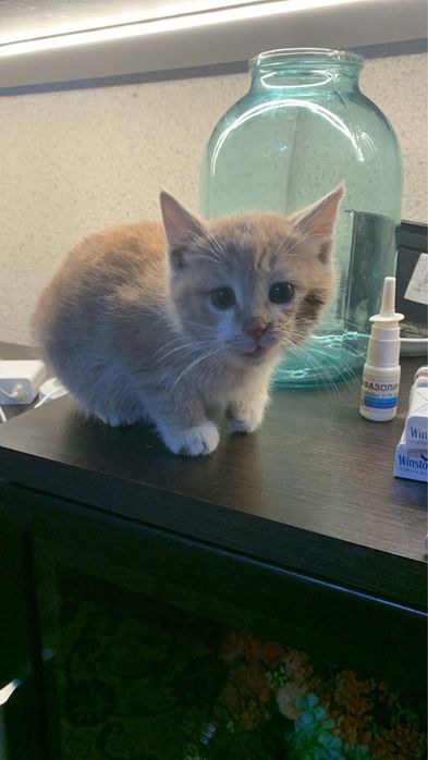 Котенок ( Девочка) примерно 3-4 месчца