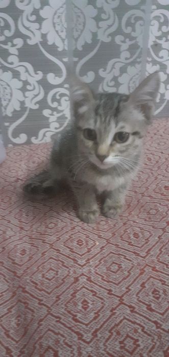 Котята бесплатно в добрые руки