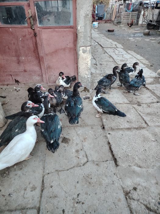 Vând rate mute  tinere