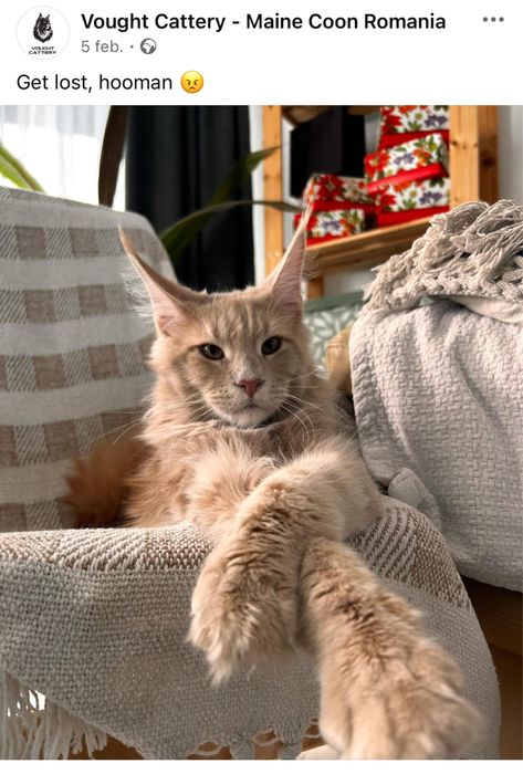 Pisica Maine Coon Red