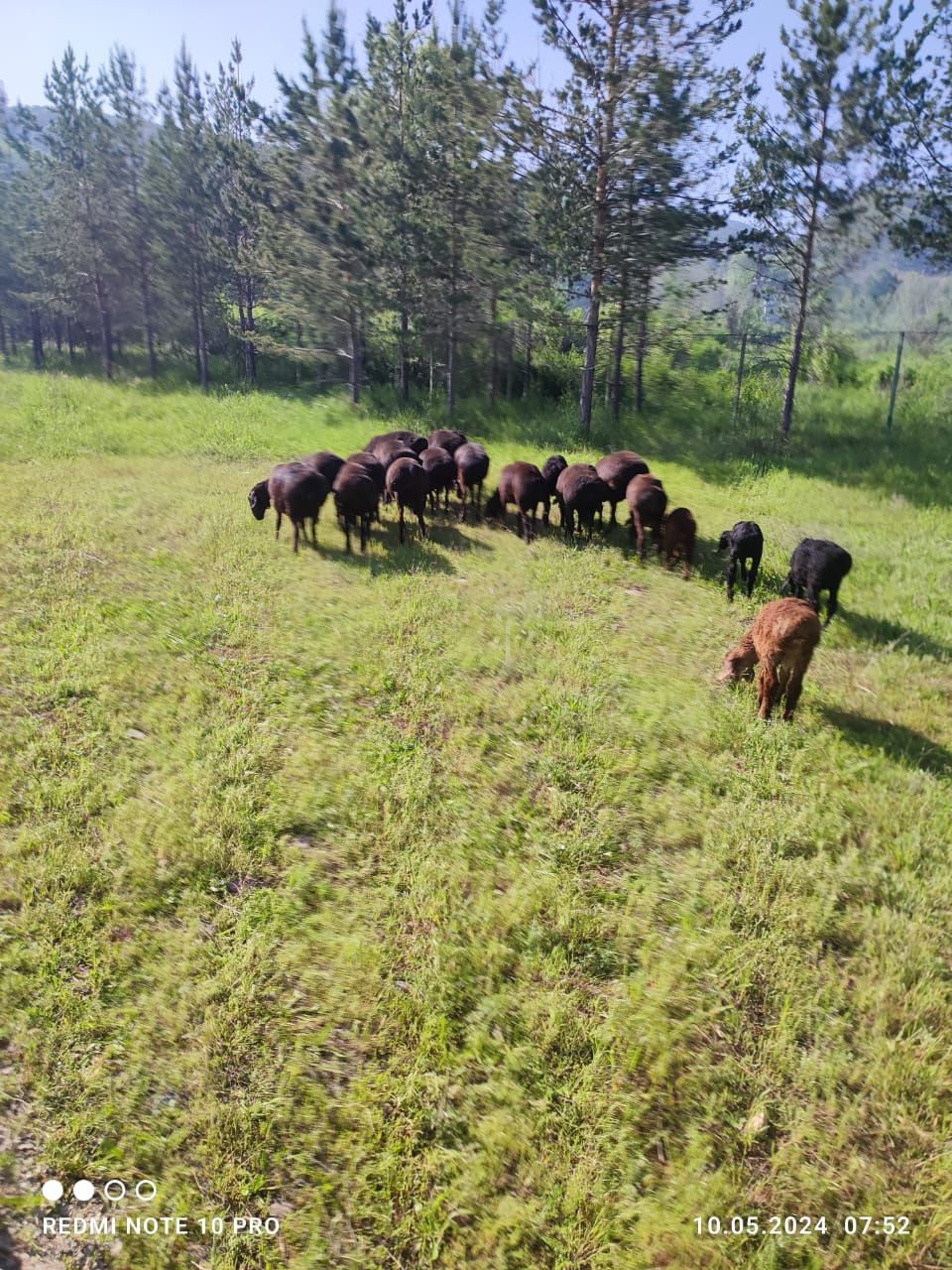 Продам баран ,остальное по тел