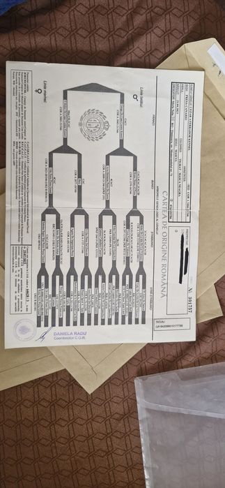 Mascul presa canario