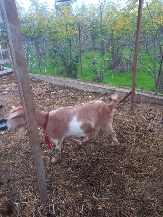 Capre, doua capre si un tap de vanzare