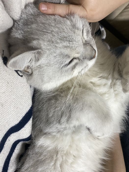 Шотландская шиншилла