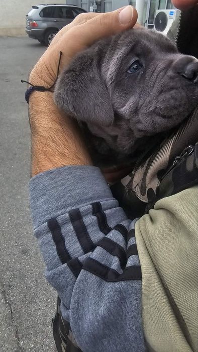 Кане Корсо чистокръвни