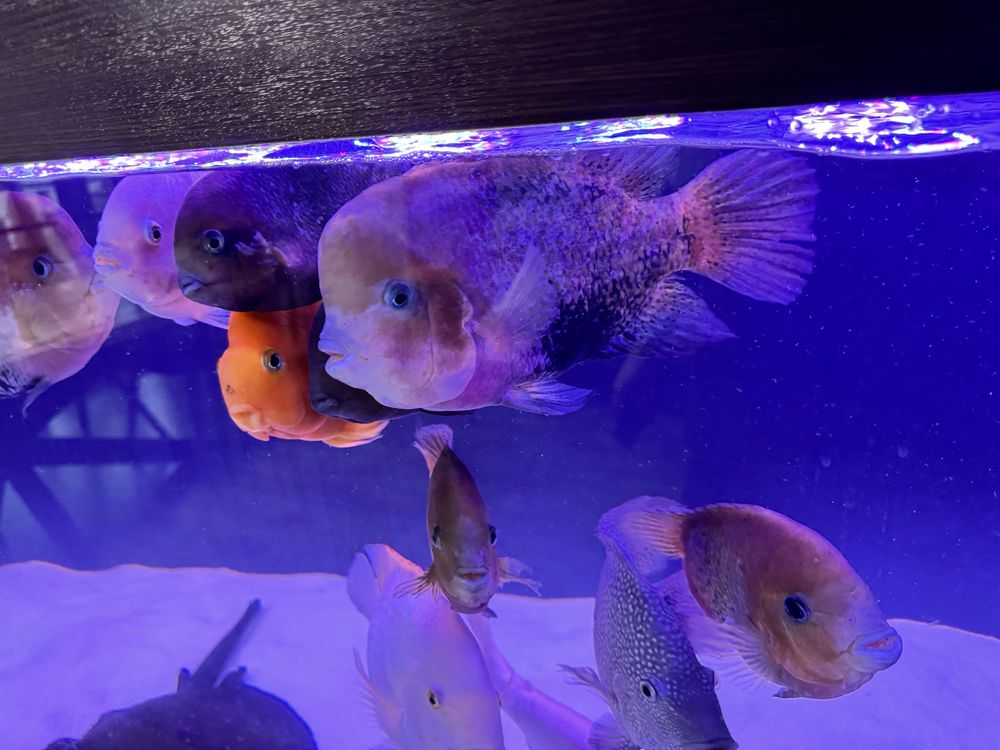 Американски цихлиди Cichlasoma Synspilum (Redhead cichlid)