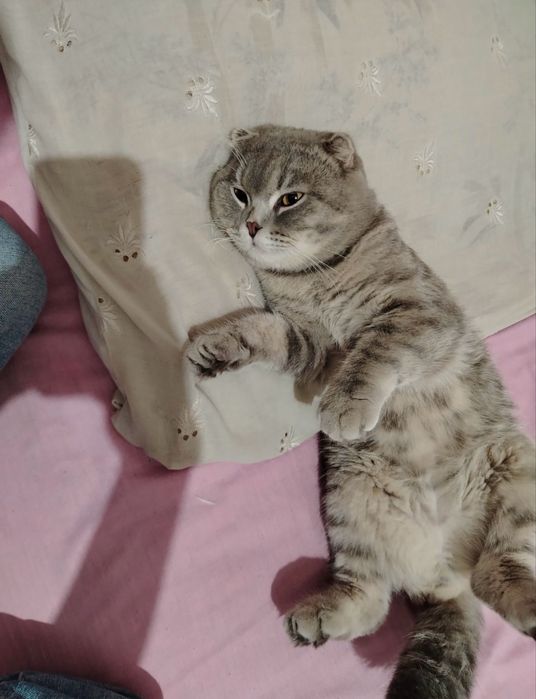 Skotish fold o’gil bola