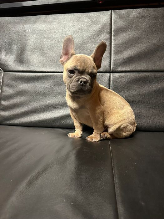 Bulldog francez blue fawn