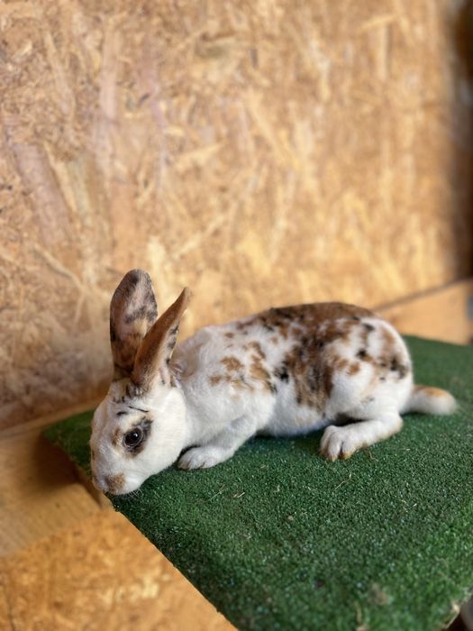 De vanzare iepuri rex