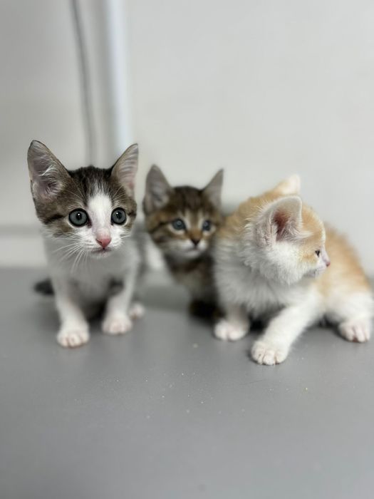 Отдадим котят в хорошие руки