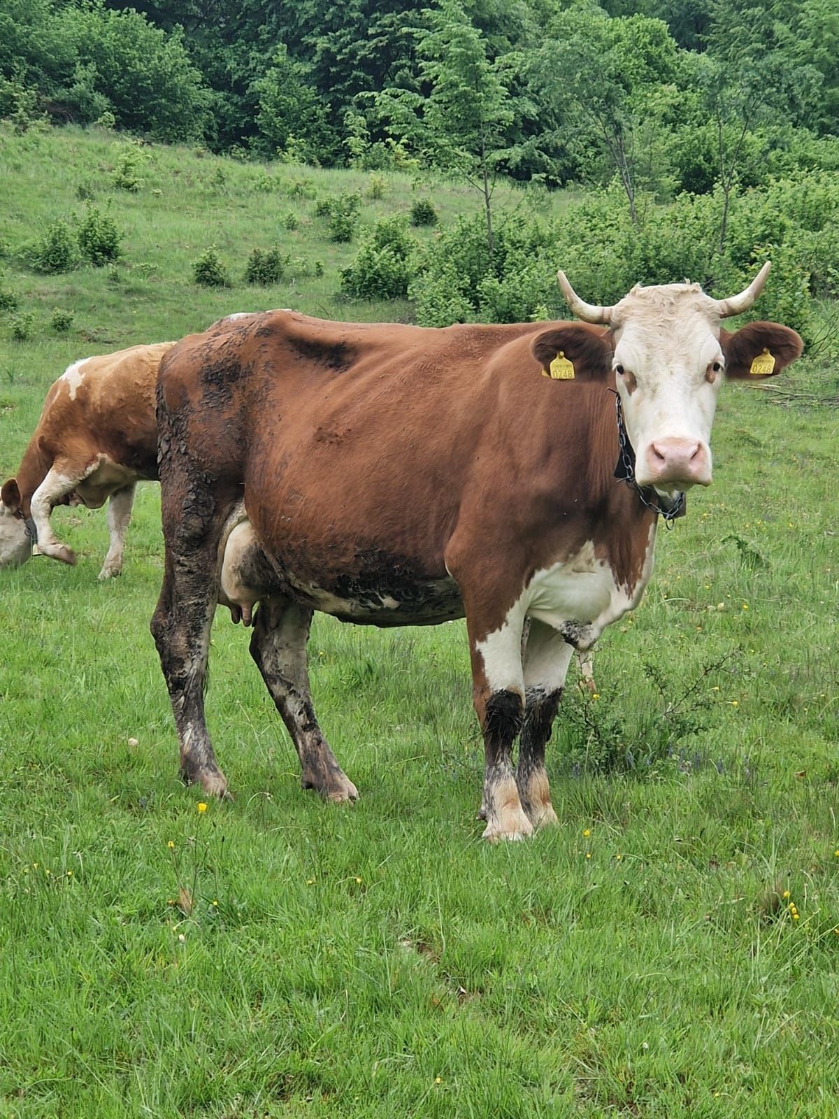 Vand vaca balțata