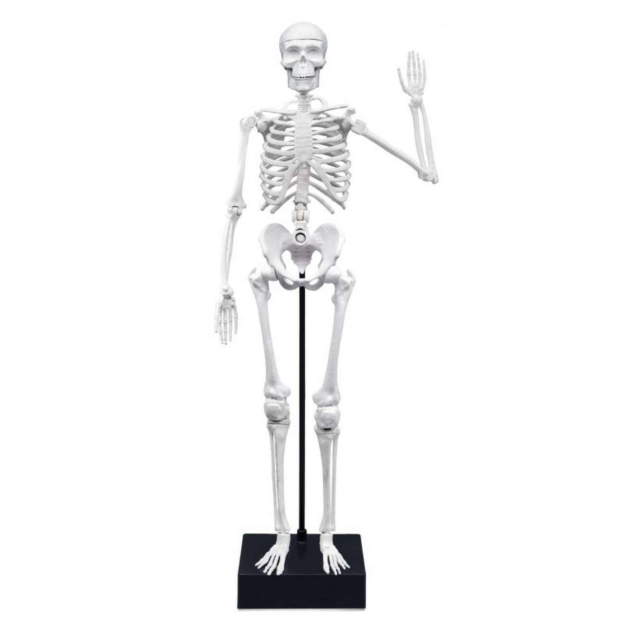 Образователна игра, buki france, скелет, 45 см