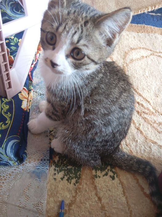 Aqlli Mushuk oʻyinqaro
