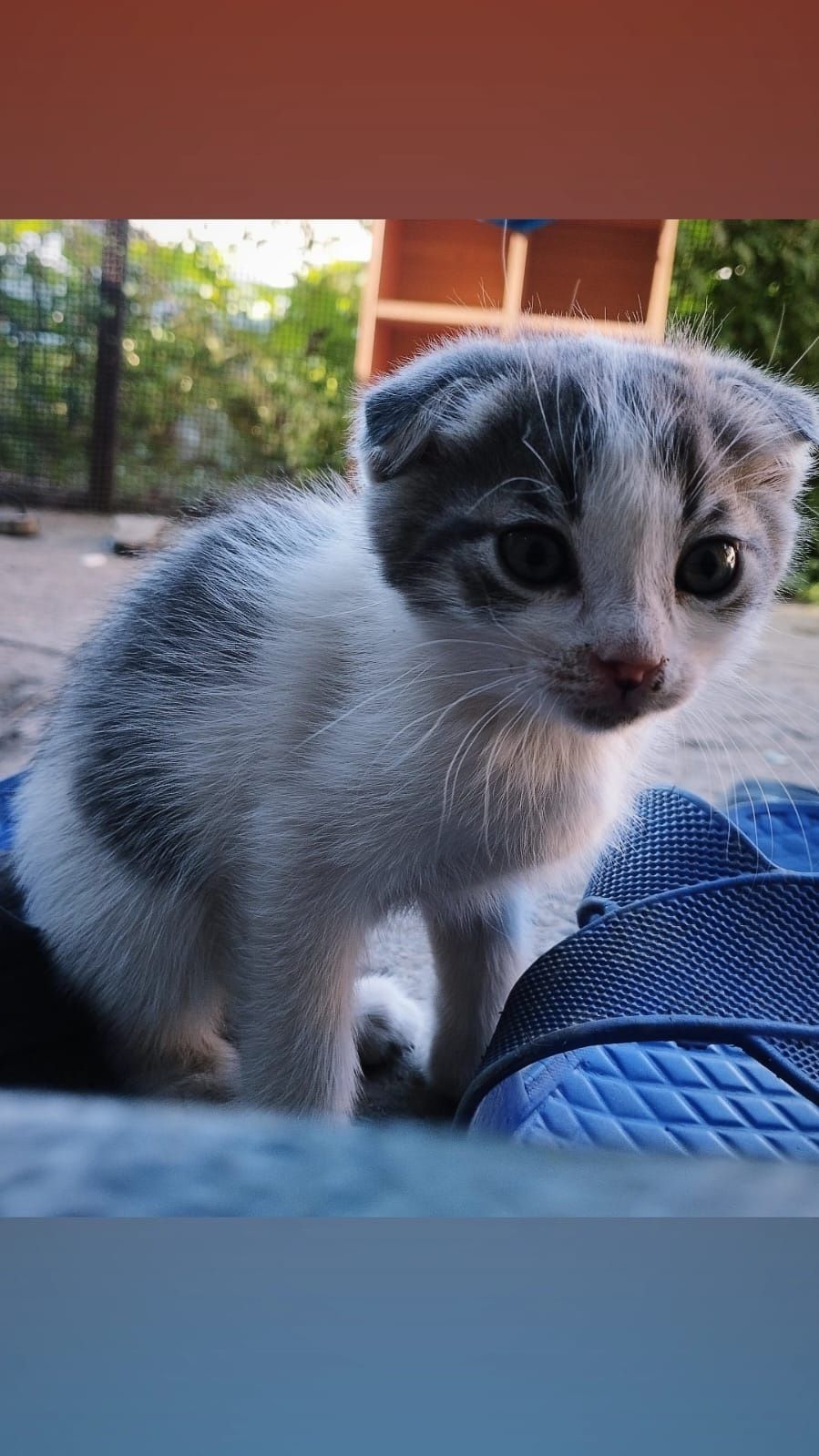 Котята скоттиш фолд (вислоухие )