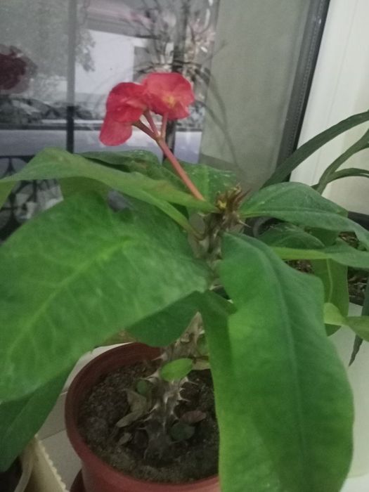 Molochay milaya. Molochay golland. Uy sharoyitida osgan