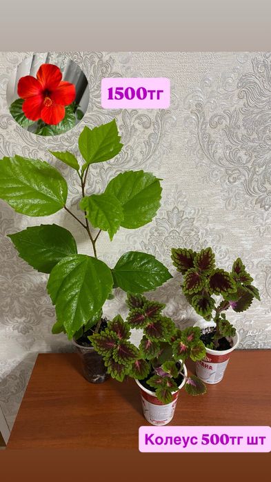 Китайская Роза Гибискус и Колеус