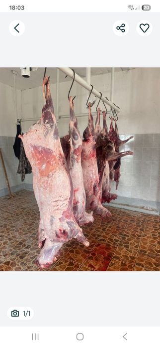 Сайгака,тушки свежие