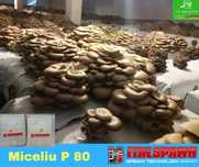 Miceliu pt. ciuperci Pleurotus-Champignon-Shiitake