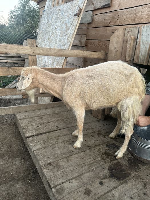 Capre bune de lapte de vanzare