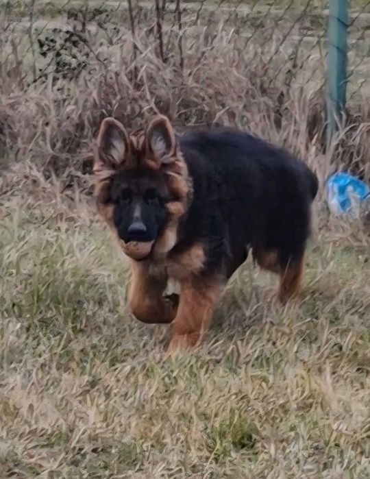 Ciobanesc German cu par lung