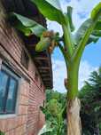 Vînd bananieri climatizati ce produc banane