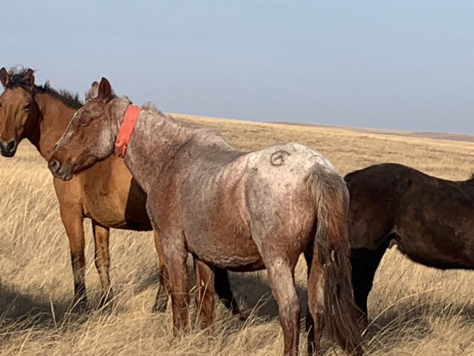 Продом кобылу. Цена 600 000тг. Самовывоз.