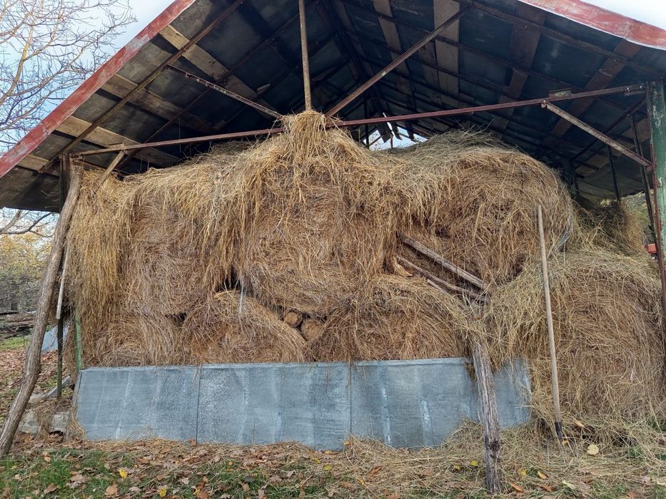 Vand baloti fan - anul 2024