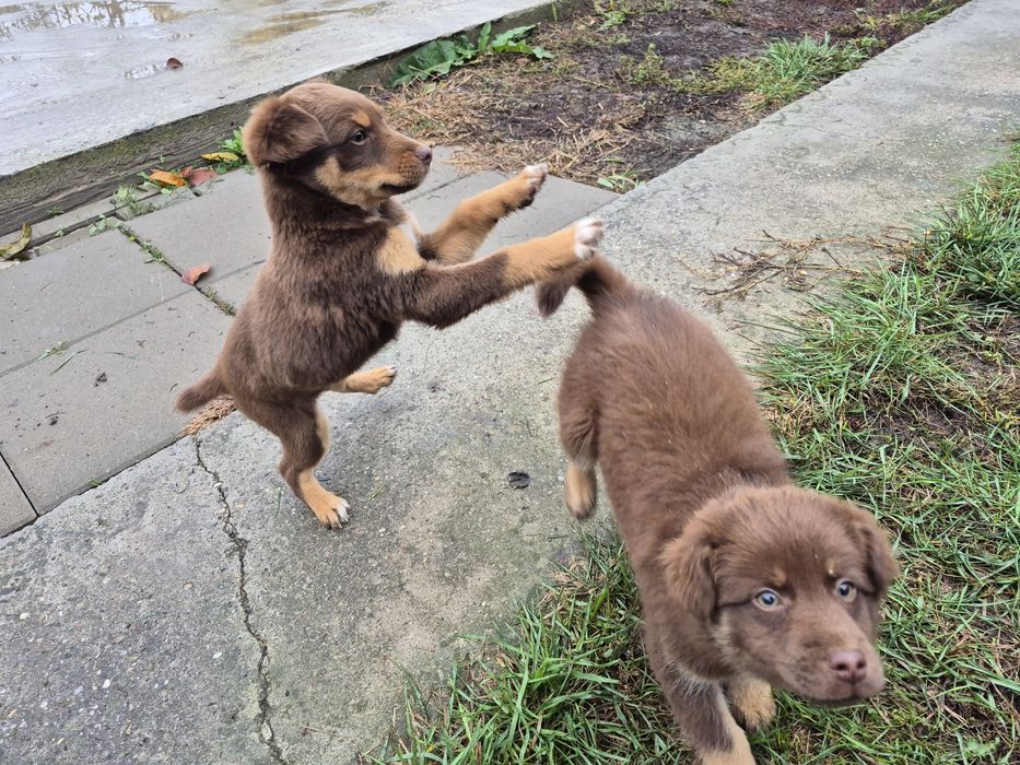 Donez căței talie mică