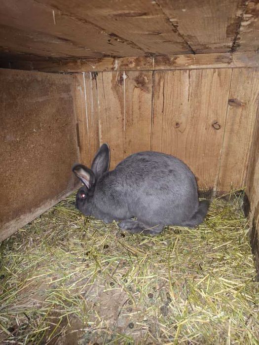 Iepure mascul Uriaș German albastru