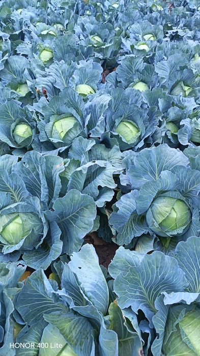 Vând Varză calitatea l