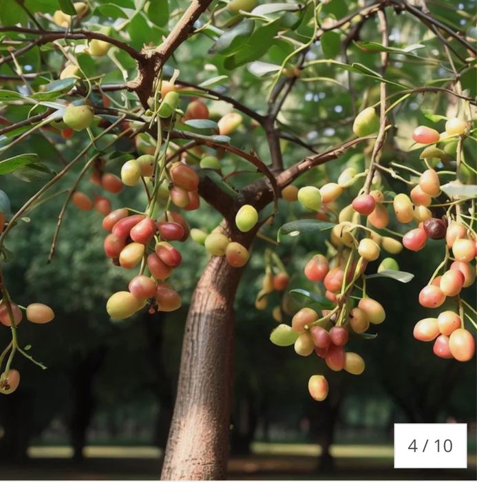 Curmal Chinezesc (Ziziphus jujuba), cu fructe dulci aromate