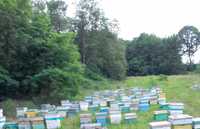 Vând familii și roiuri de albine