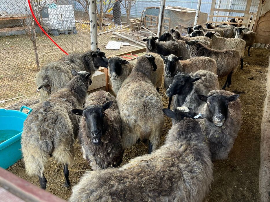 Продам Романовских маток