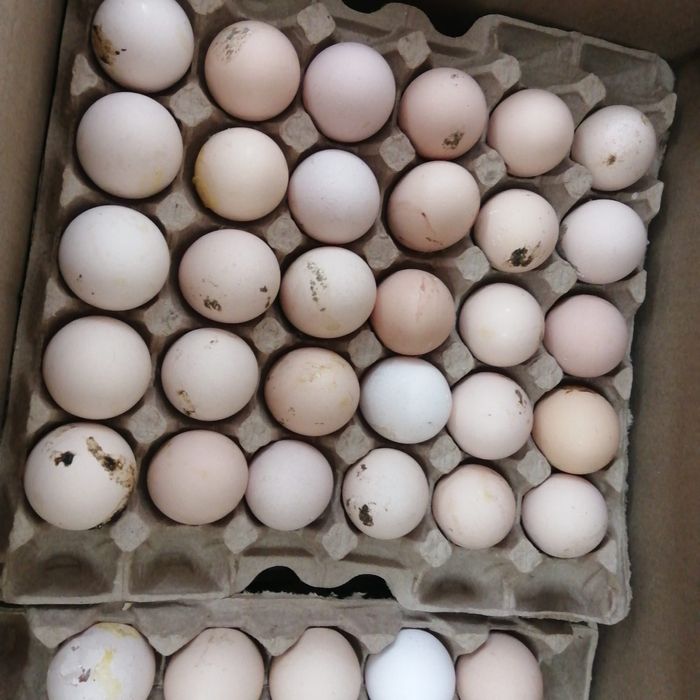 Продам яйца домашние