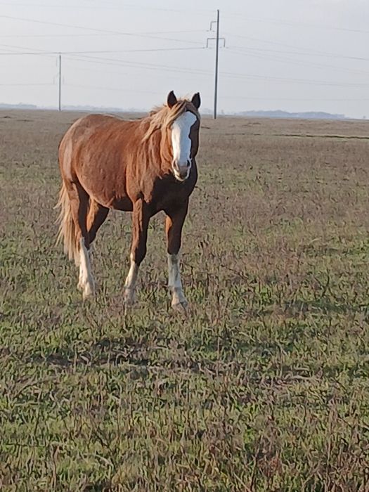 Айгыр 5жасар, минги биледи жуас