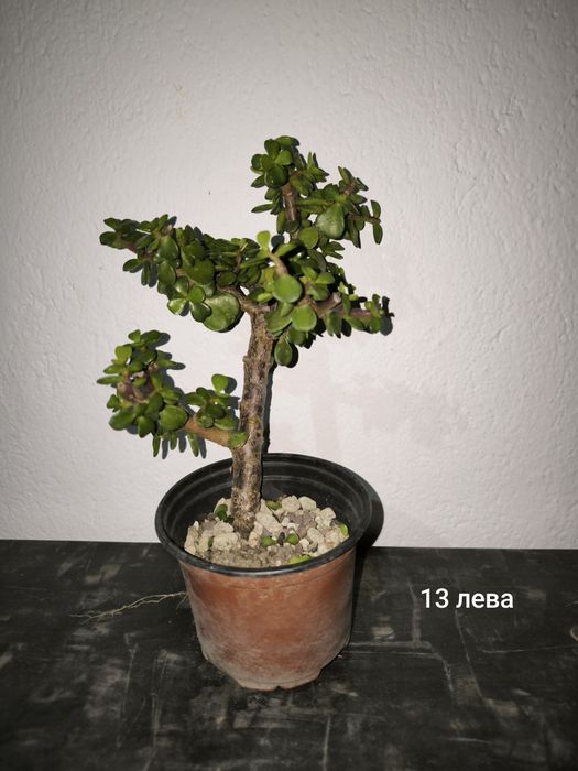 Портулакария Афра