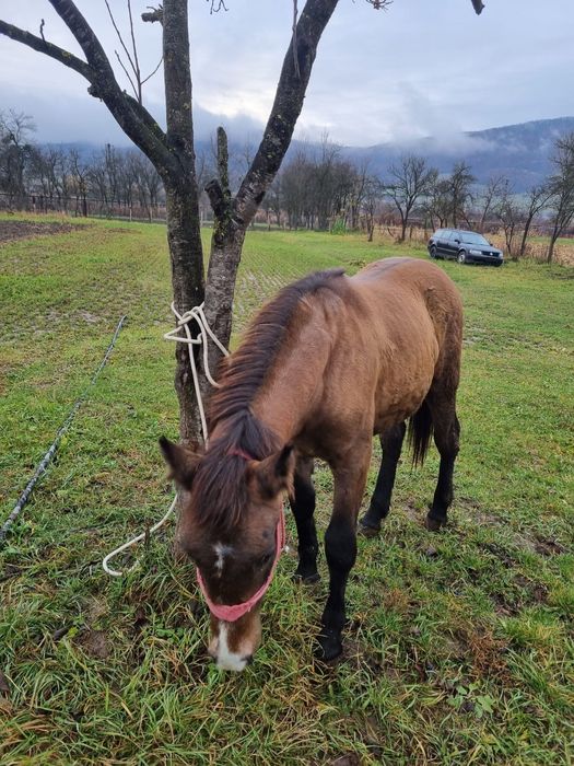 Vânz Mânză 8luni foarte cuminte si prietenoasa