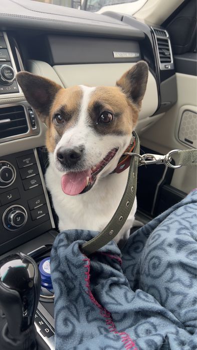 Пристраивается собака! Кобель! Кастрированный!