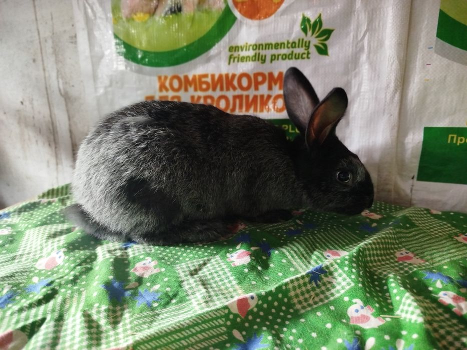 Полтавский серебро